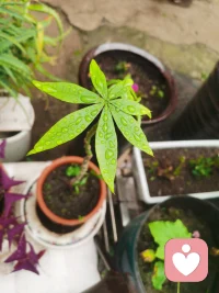 晚安😴
生命的伟大和意义
茁壮成长，积极向上