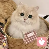 是马背上自由的风，暴雨也浇不灭的火
感性与理性交替共存
如果你有一时不快，焦虑以及难题
可以私我，试试我能否帮你解答配图
