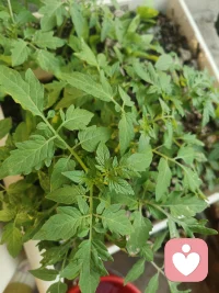 做个用❤️的倾听师配图