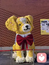 来这里吧 这里没有南墙 只有快乐的找不到北 还有可爱的狗狗🐶