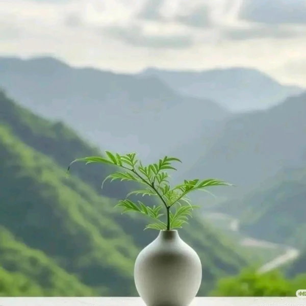 疗愈以沫