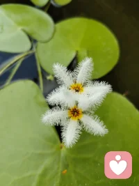 看看这朵花，嗯，眼一亮，好心情。立马来了