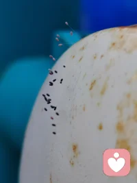 看到它，我们还有什么理由不阳光？在金属表面艰难成长的，小菌丝