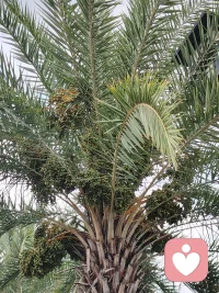 第一次看到一棵树上结这么多菩提千年果，这得渡多少人呐？