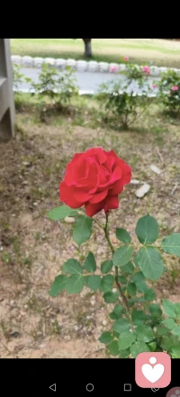 今年第一支盛开的玫瑰花