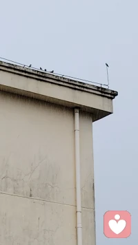 今天正下大雨的时候，我看到对面的楼顶上，一只鸟站在楼顶的钢管上，先后有3只鸟，飞到他的身边，用翅膀拍打他，让他去躲雨，可这只鸟很倔，死活不走，最后，先后有8，9只鸟过来陪他，一起淋雨