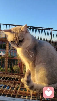 爱的治愈