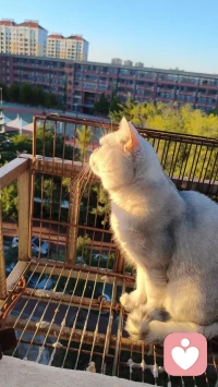 爱的治愈