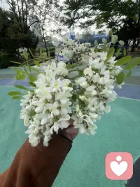 睹物思人，好像20多年没见过槐树花了！总有一瞬间会思念一个人，你呢？配图