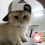肆尘秋的头像