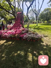 纵使世界偶尔薄凉，内心任要繁华似锦配图