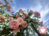 坚定地选择你自己👑
第一，选择最好的自己
第二，化危机为机遇
第三，勇于展现脆弱
设定并保持专注于你的目标，但要弄清你所遵循的价值观，权力对你有多重要，多少钱会让你开心，因为世界上唯一能控制的，只有你自己。🦋
记住，品格是由我们无数细微的选择积累而成，如果你不清楚自己的价值观，你也许某天醒来会发现，你并不喜欢现在的你。
所以，请选择去做最好的自己。配图