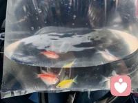 心血来潮买来三条小鱼，新鱼入户，烦恼止步。成年人的自愈从来不靠大道理而是从接纳微小的美好开始。嘻嘻配图