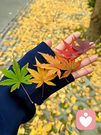 穿舒适的衣服，吃简单的饭菜。
不做作、不伪装，不解释、不争辩，不刻意迎合谁，保持自己的节奏。
用一颗真实的心，对待每一个平凡日常。
认真生活的人，永远不会被辜负。
