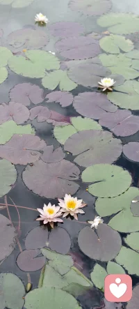 不需要你完美，只需要你真实，你看见的那一刻，伤口就开始愈合了。哪怕只说一点点。我都在这儿陪着你。配图
