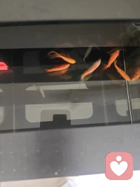 今天一个朋友问我为什么来到这里？我说:一方面为了挣点零花钱,另一方面能够帮助有需要的人。虽然我不能解决实际问题,但却可以努力成为一个临时驿站,歇歇也好啊。既渡了他人,又修炼了自己。或许我不会成为一个优秀的倾听师,但我希望有一天能成为你的朋友。配图