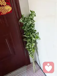 端午将至，祝福大家安康！配图