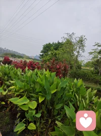 风景如画，今天你出去走走了吗配图