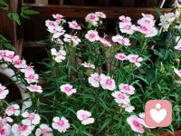 🌳🌳🌳
提升认知，
是为了让我们接得住生命中所有的发生，
当生命的河流流经我的时候，
我没有被冲走，
而是在河流里学会了游泳，
游向智慧的彼岸。配图