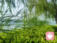 外界的言语与态度本无力量，
是你频频走心、反复在意，
才让自己陷入内耗。配图
