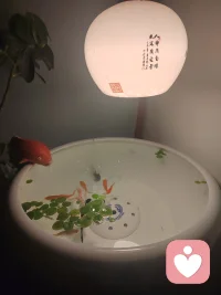 半夜醒了睡不着，看看鱼儿开心快乐！愿每个人都开心快乐每一天！