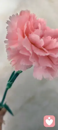 承蒙时光不弃，感恩一路养育，
往后余生，换我好好守护你🥰配图