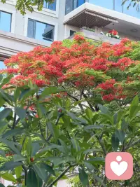 一团团、一簇簇的凤凰花，开得肆意张扬，如将盛夏的热情与活力尽情释放☀️配图