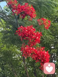 一团团、一簇簇的凤凰花，开得肆意张扬，如将盛夏的热情与活力尽情释放☀️配图