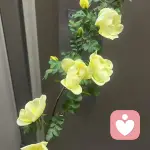 贪吃瓢虫🌾的头像
