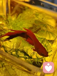 鱼游不出小小的缸，我们也走不出心里的围城。
既然走不去，那就砸碎它，跳出去。