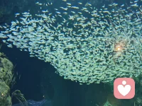 众生皆如鱼，随波而浮沉。