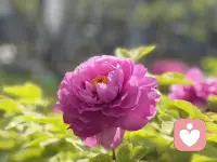 其实真正折磨你的，从来不是任何人的绝情，而是你心存的幻想和期待。很多时候，你不是过不去生活的那道坎，而是过不了你心里的那一关。世间万物都在治愈你，唯独你自己不肯放过你自己。你要学会接受，这个世界突如其来的变故，不管发生什么都要坦然的去接受。或许失去的本就不属于你，别让一些鸡零狗碎的事，耗尽你对生活的向往。