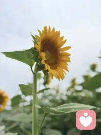 好好生活，别想太多，时间一天比一天少，我们一天比一天老，人生的路上记得要善待自己，累了就歇歇，烦了就放放，允许自己脆弱，也允许自己发光……