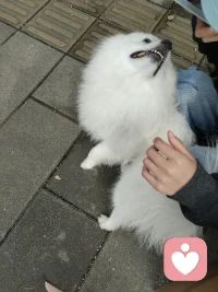 八卦树洞来了配图