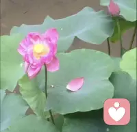 人到了一定年纪，渐渐不再喜欢热闹。
只想安安静静，守着平淡日子。
我是静心暖心·丽妈，持证倾听师，愿意聆听每一位姐妹心底说不出的委屈与心酸。配图