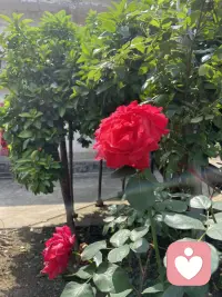 生活万般滋味，皆是人生常态。允许一切发生，慢慢治愈自己，心宽路自宽。配图