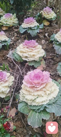 这花真美，让我想到了奶油蛋糕，呵呵配图