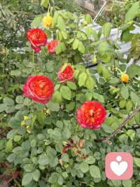 遇见，获得，失去，成长，释怀，完结。
与旧事归于尽，愿你依旧迎花开配图