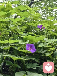 不必追赶所有人的脚步，你自有你的节奏与花期。