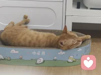 超级可爱的猫咪，心都化了～配图