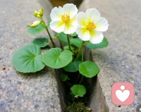 独自长在瓦砾还是与同伴挤在一起？
叶子上是否有虫蛙的伤痕？