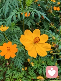 聆听心事，安放情绪，静待每一份释然。配图