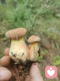 万物生辉配图