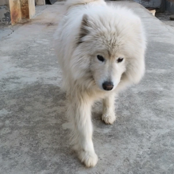 阿明