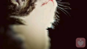 大猫