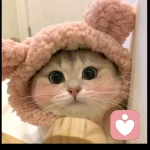 猫猫咪呀～的头像