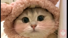 猫猫咪呀～