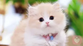 沁人心脾❤️