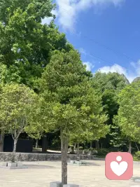阳光 绿树 空气 与你们融合在一起，我是你们 你们也是我配图