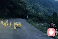 语言是所有表达里最苍白的表达方式  它甚至不如沉默来得更接近真相 你是否会被语言牵着思绪走呢 取决于你是否拥有一个清明的灵魂 但很遗憾 人 其实是这个宇宙里最没意思的存在 寡淡无味  但你需要热爱并无视它
